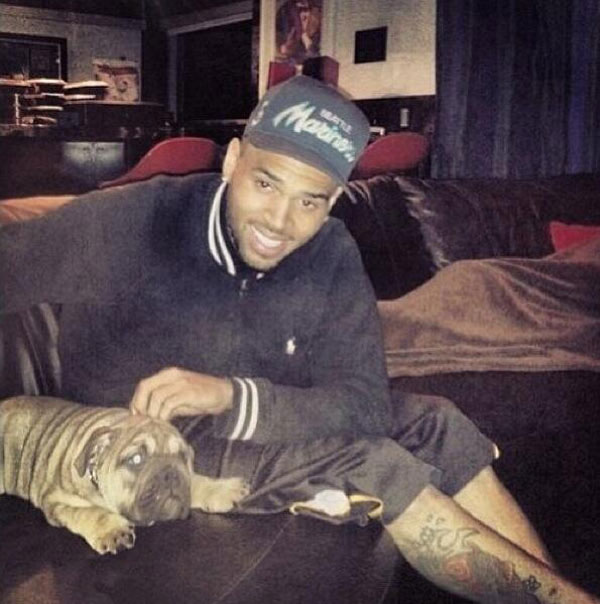 celebrity-dogs-chris-brown