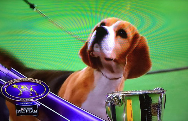 westminster-2015-dog-winner-miss-p-beagle-ftr