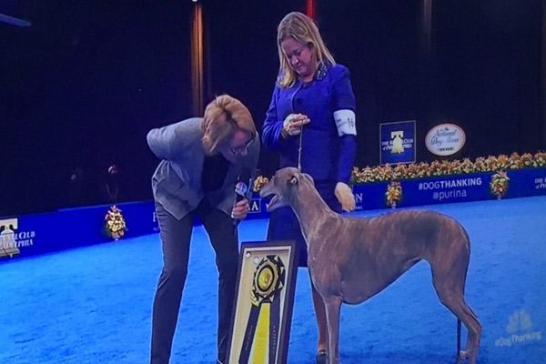 gia-the-greyhound-wins-national-dog-show-2016-ftr