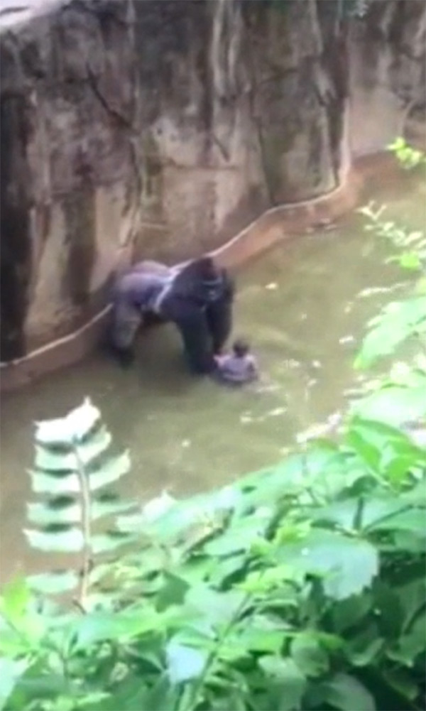cincinnati-zoo-gorilla-1 ftr