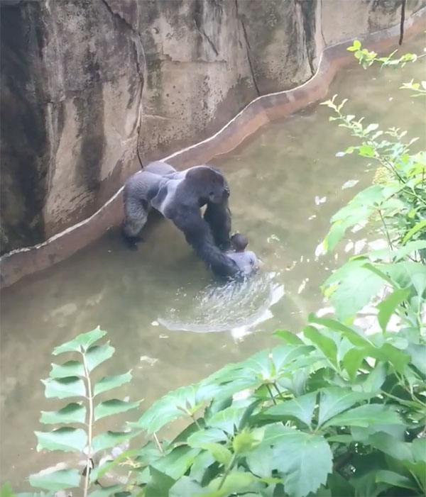 gorilla-with-child-cincinnati-zoo-1