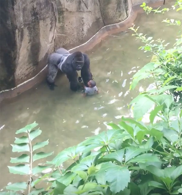 gorilla-with-child-cincinnati-zoo-10
