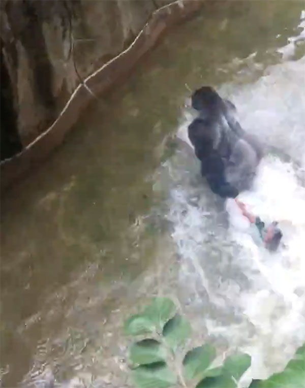 gorilla-with-child-cincinnati-zoo-11