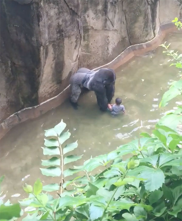 gorilla-with-child-cincinnati-zoo-12