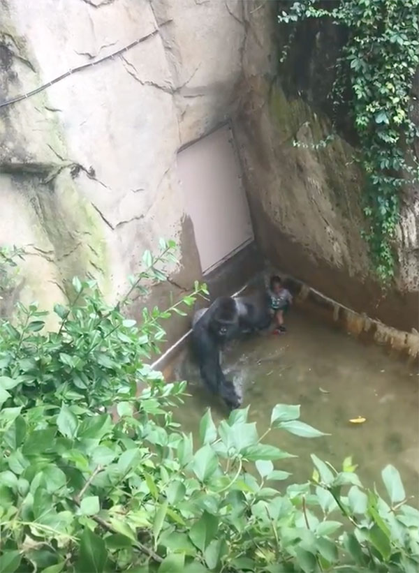 gorilla-with-child-cincinnati-zoo-13