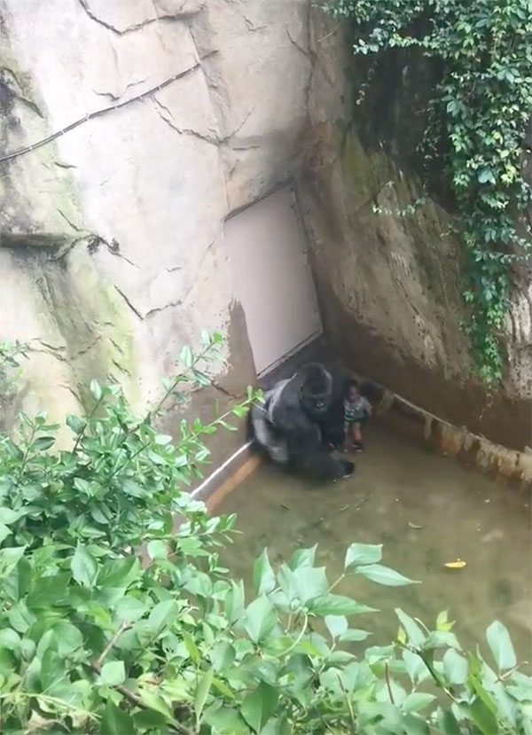 gorilla-with-child-cincinnati-zoo-3