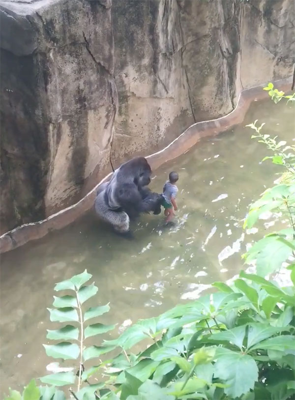 gorilla-with-child-cincinnati-zoo-4