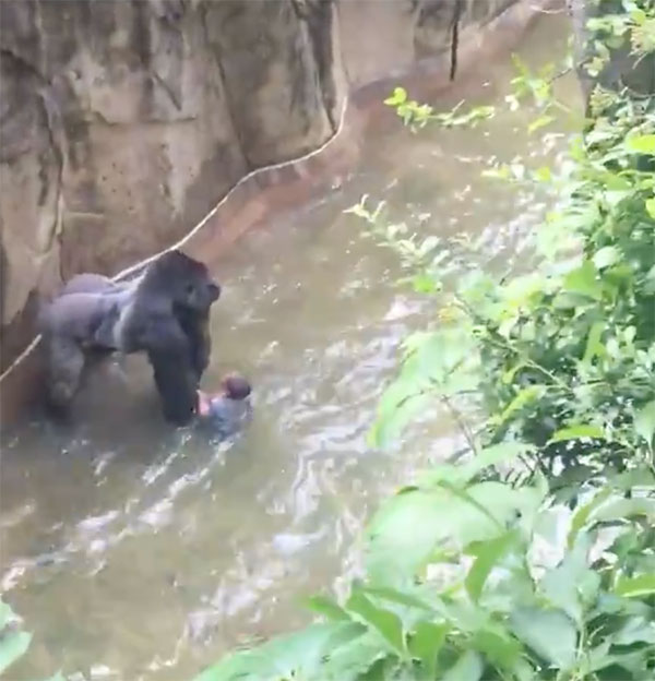 gorilla-with-child-cincinnati-zoo-5