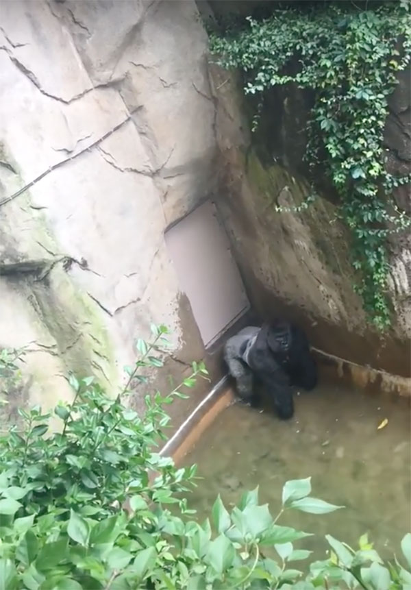 gorilla-with-child-cincinnati-zoo-6