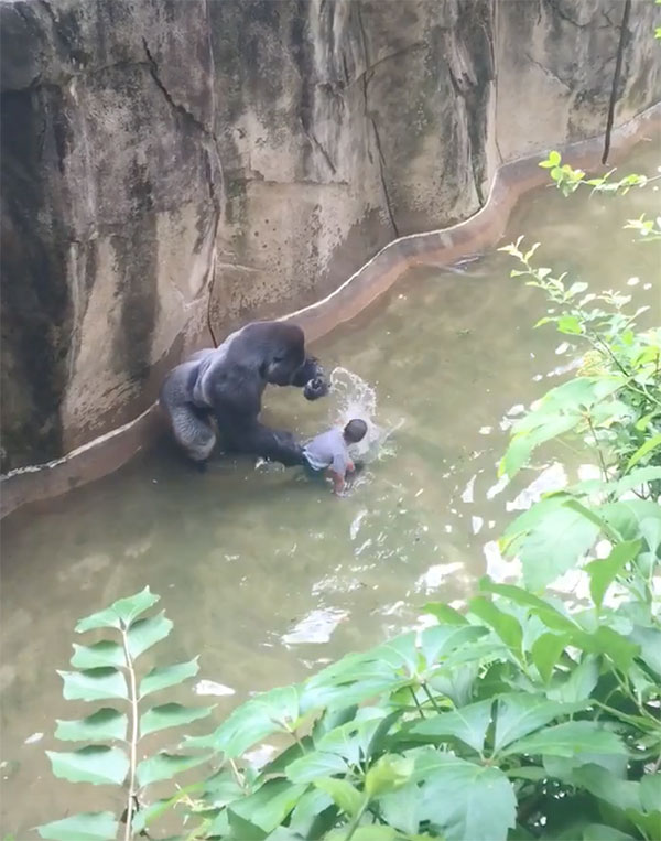 gorilla-with-child-cincinnati-zoo-7