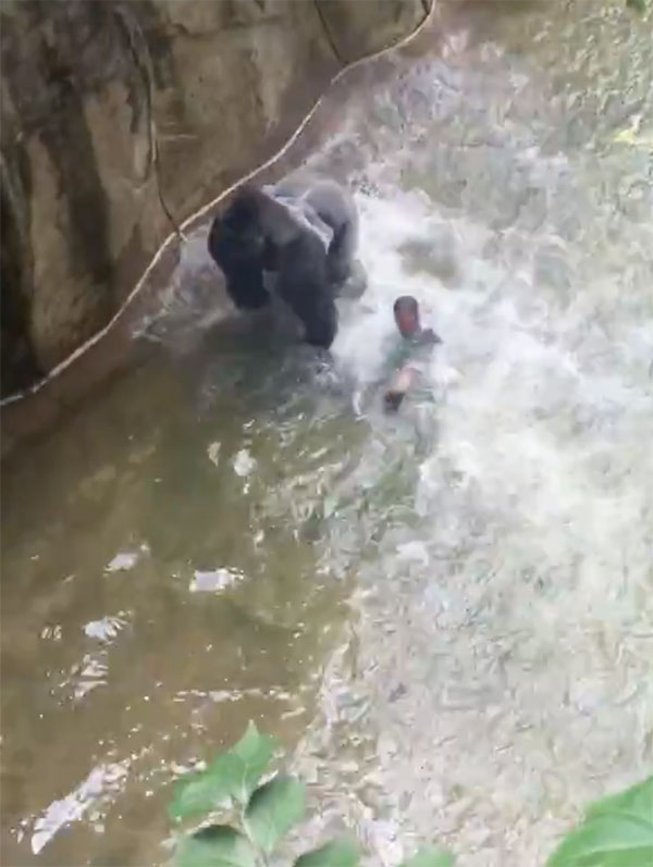 gorilla-with-child-cincinnati-zoo-9