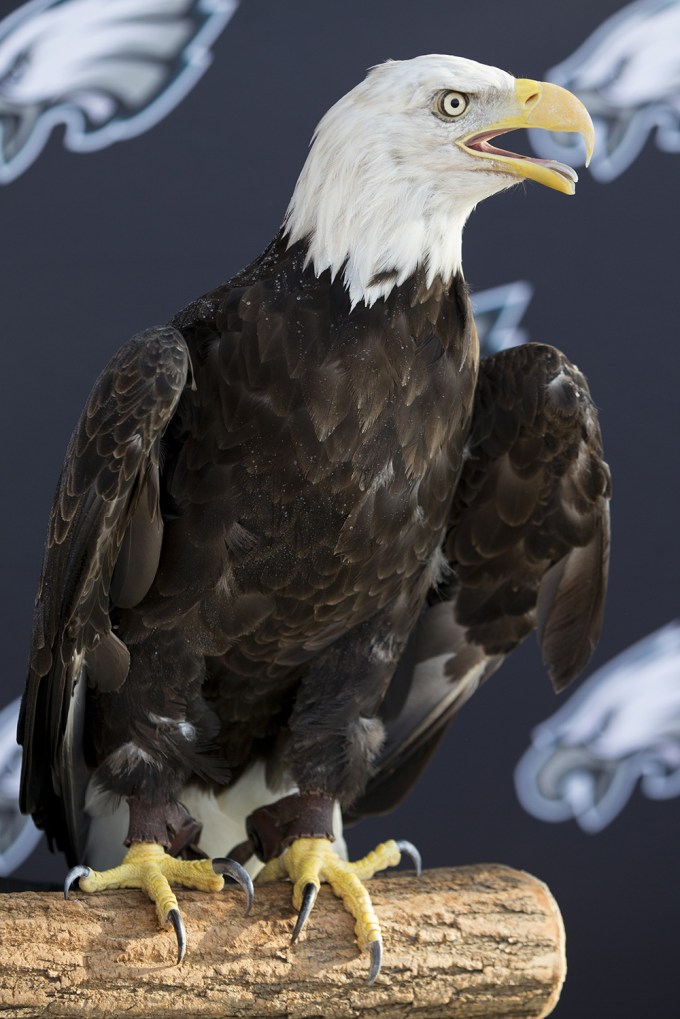 Philadelphia Eagles Hottest Hunks — SEE PICS