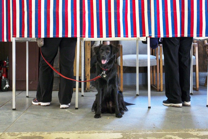 Nico The Rescue Dog At A Voting Station In Massachusetts