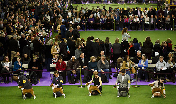 westminster-kennel-club-dog-show-2