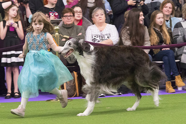 westminster-kennel-club-dog-show-3