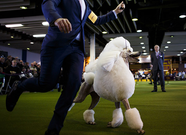 westminster-kennel-club-dog-show-4