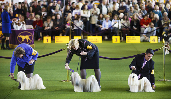 westminster-kennel-club-dog-show