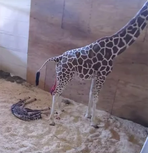 april-the-giraffe-baby-1