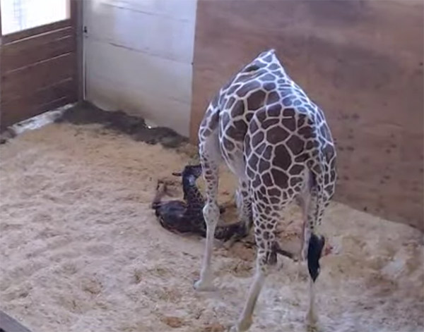 april-the-giraffe-baby-2