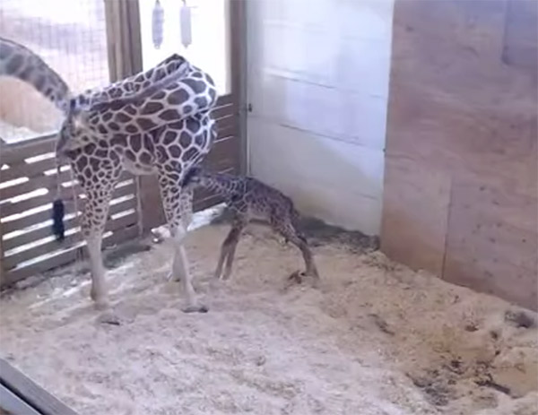 april-the-giraffe-baby-4