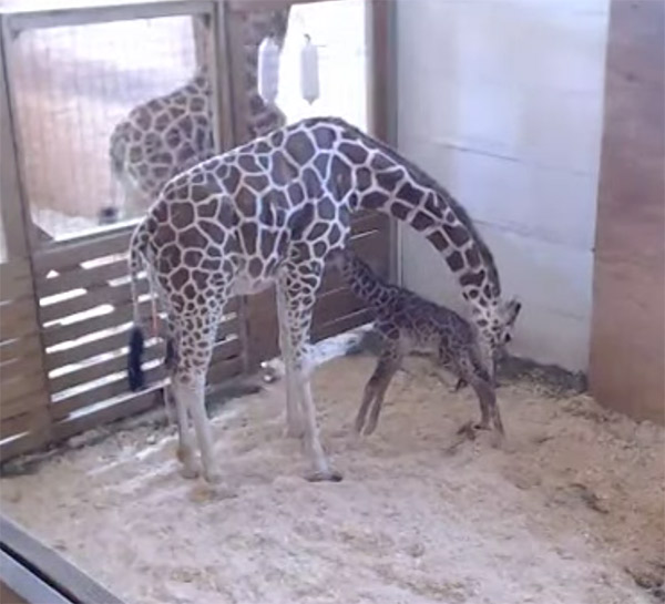 april-the-giraffe-baby-5