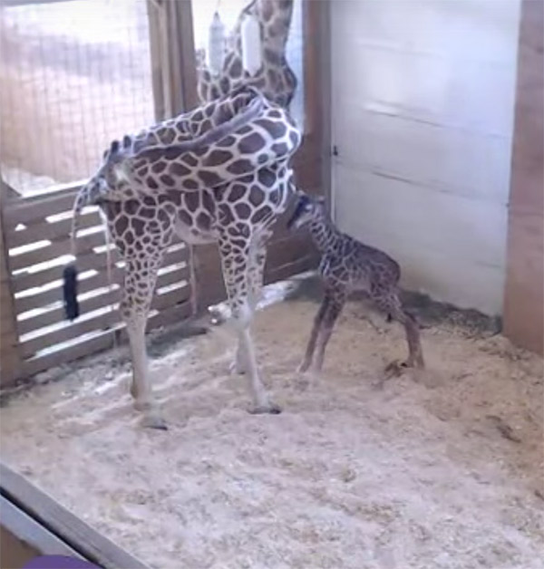 april-the-giraffe-baby-7