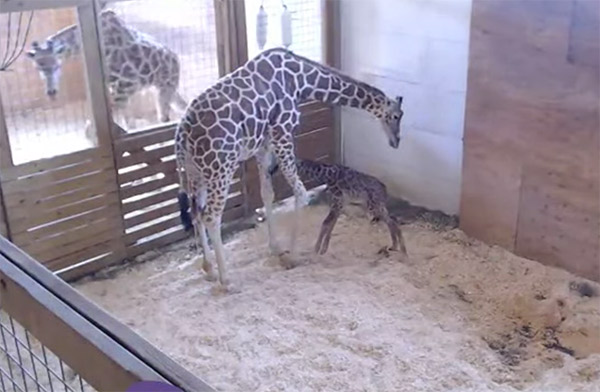 april-the-giraffe-baby-8