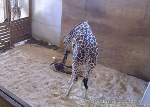 april-the-giraffe-gives-birth-FTR