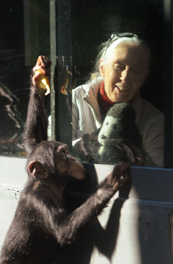 Australia Jane Goodall – Jun 2011