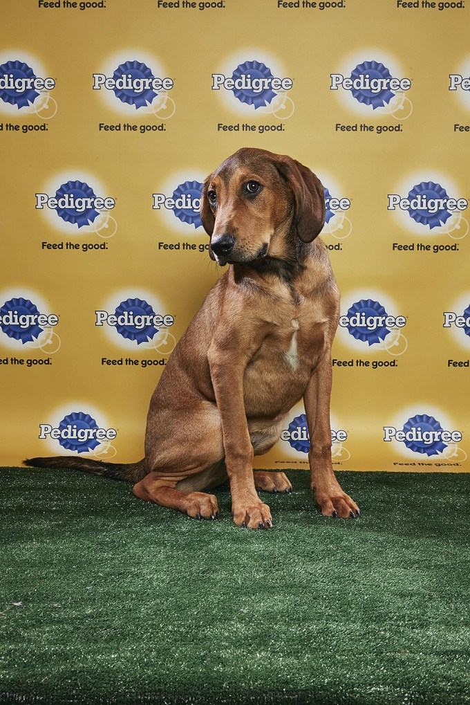 Puppy Bowl 2018: See The Paw-some Pooches Playing In This Year’s Event