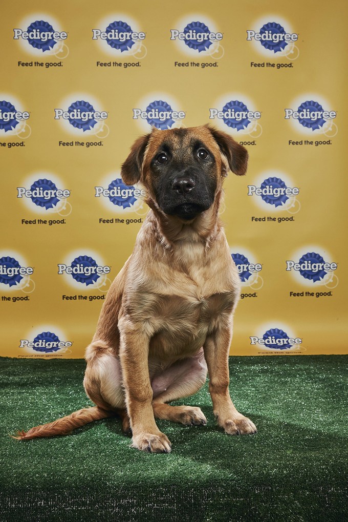 Puppy Bowl 2018: See The Paw-some Pooches Playing In This Year’s Event