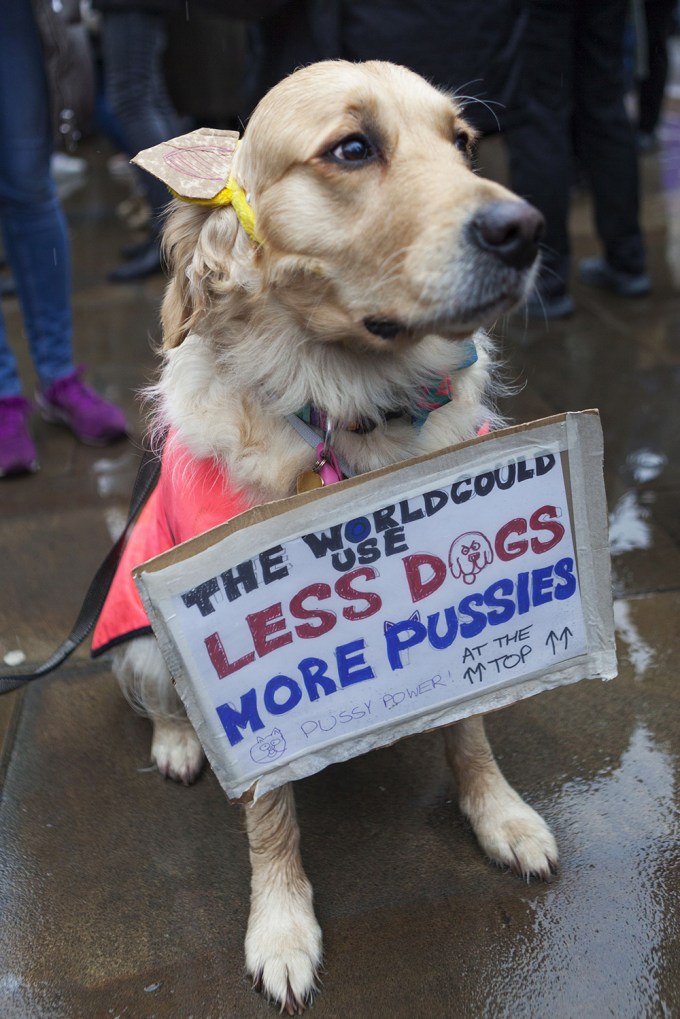Dogs At The London Rally
