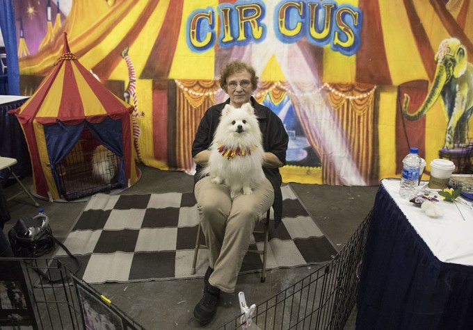 2018 Westminster Kennel Club Dog Show