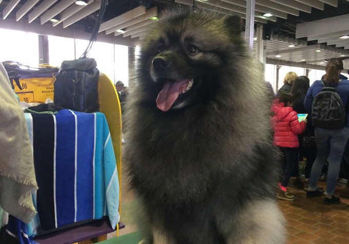 2018 Westminster Kennel Club Dog Show