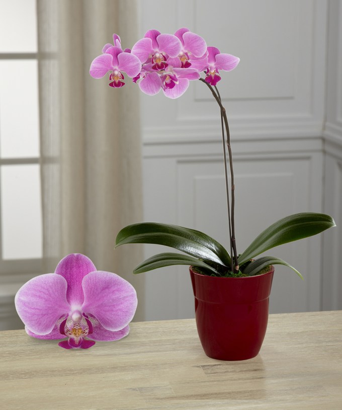 Dream’s Discovery Phalaenopsis Orchid