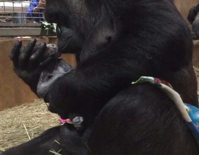 Mama Gorilla Welcomes Newborn Baby