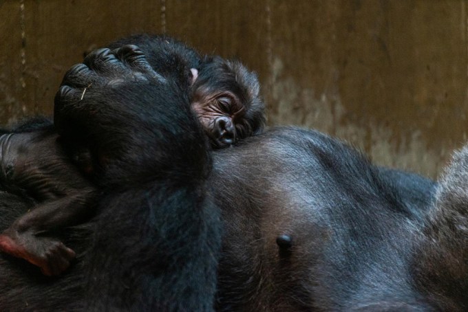 Mama Gorilla Welcomes Newborn Baby