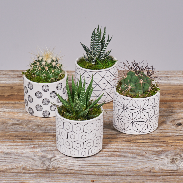 Succulent Quartet from The Bouqs Company