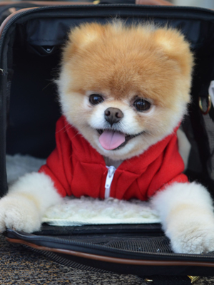 Boo the Pomeranian and cutest dog in the world has died at 12