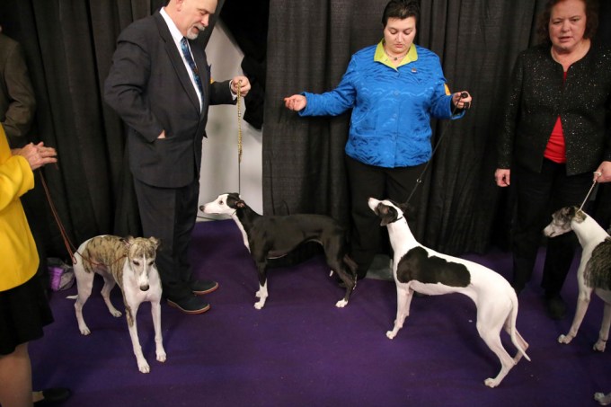 Westminster Kennel Club Dog Show 2019