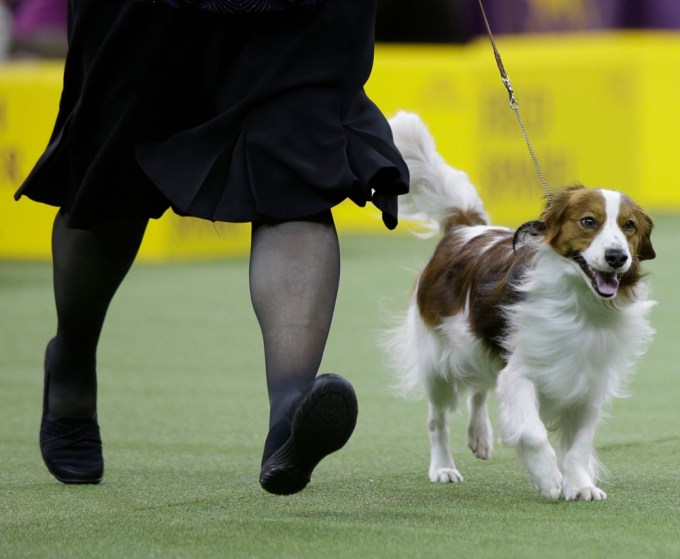 Westminster Kennel Club Dog Show 2019