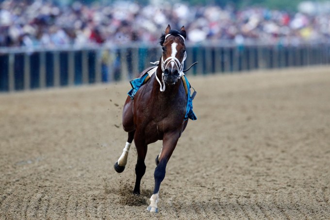 Bodexpress running without his jockey at the 2019 Preakness Stakes