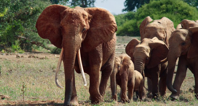 A Tribe Of Elephants