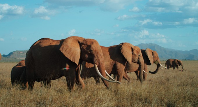 Elephants In East Africa