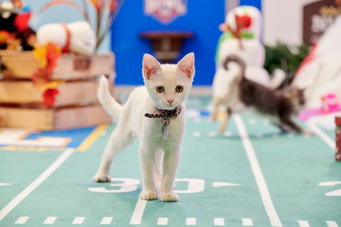 Flash Stares Down Other Team During 2020 Kitten Bowl