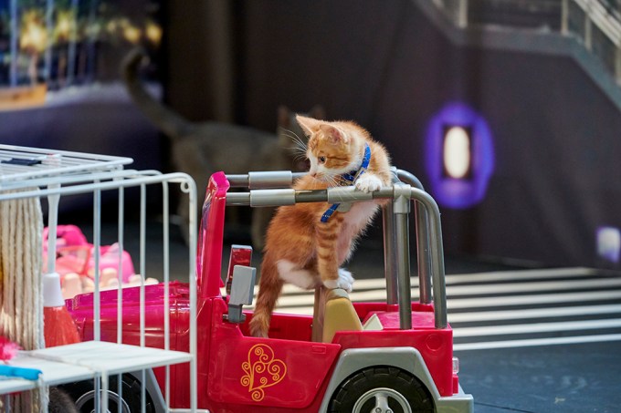 Cha Cha Pops Out Of Fire Truck During Kitten Bowl 2020