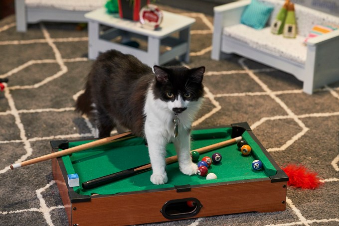 Kitten Bowl VII Player Holds Down Pool Table