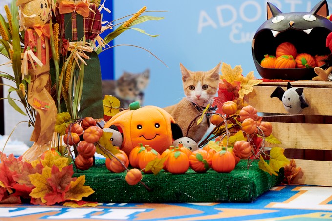 Cha Cha Blends Into Pumpkin Background During Kitten Bowl 2020