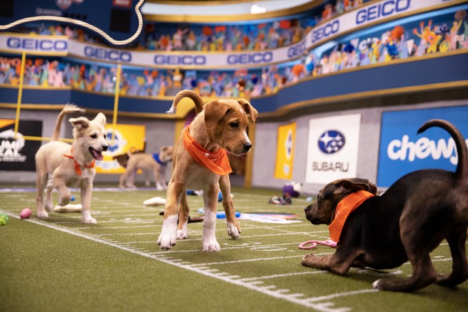 Ruff Puppies Get Antsy During 2020 Puppy Bowl