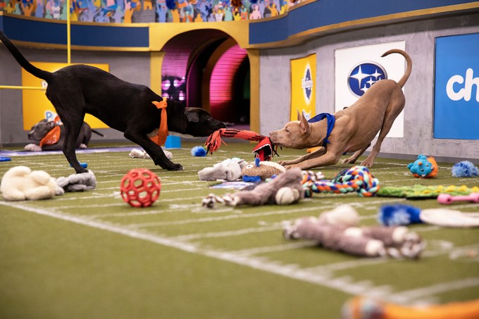 Opposing Pups Fight Over Toy During Puppy Bowl 2020